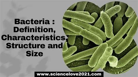 how to pronounce bacterial|bacteria definition science.